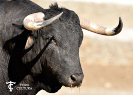 Portada Cebada Gago, reportaje toros en el campo toro cultura