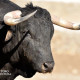 Portada Cebada Gago, reportaje toros en el campo toro cultura