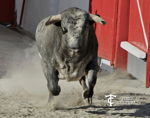 El toro de Azpeitia