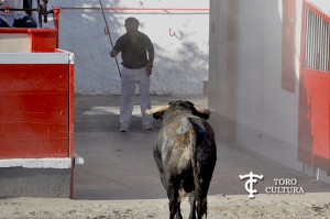 El toro de Azpeitia